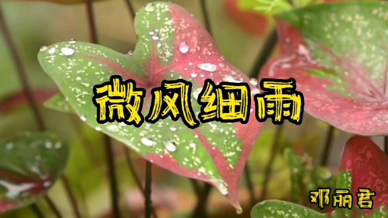 那些年优美的旋律,经典歌曲回放,微风细雨,邓丽君