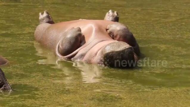 河马是怎么睡觉的?