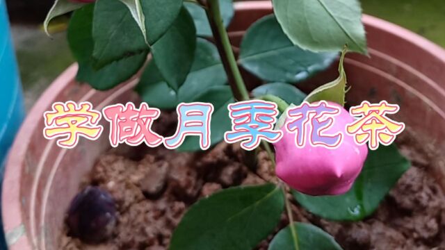 第一次学做月季花茶