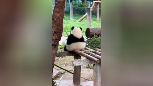 熊猫界最美的背影