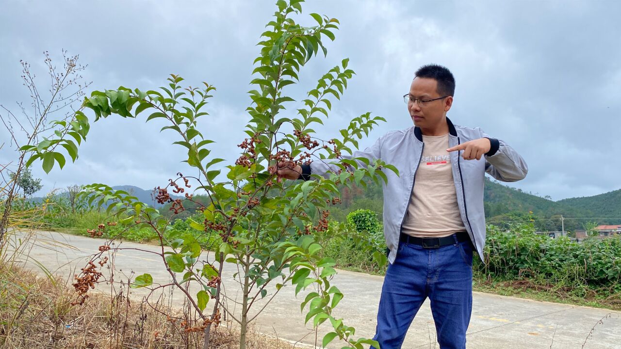 村口的"蛇卷果"成熟了,很多人一辈子没见过,拍给大家看一下