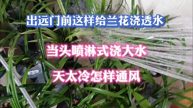 出远门前给兰花浇一次透水当头喷淋天冷不能开窗户怎样通风