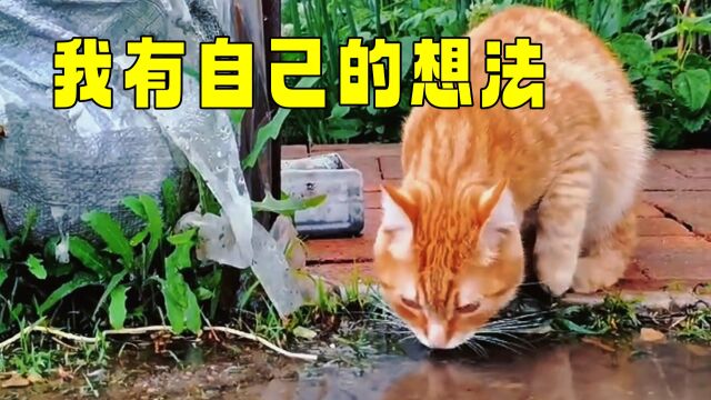 猫:你真自以为是,我有自己的想法