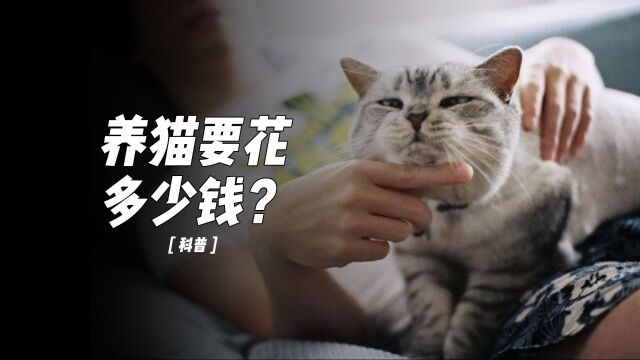 养只猫,一个月要花多少?