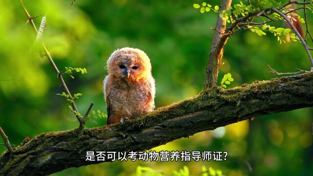 动物营养指导师证多久可以审核?是否可以考动物营养指导师证