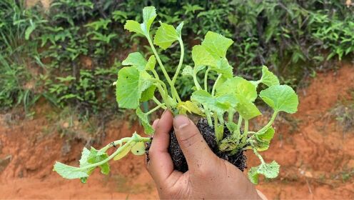 种植香瓜想要产量高，一种肥料千万不能放，很多人可能不知道