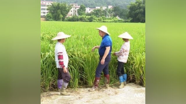 云浮郁南复产进行时:多措并举,助推农业生产复“元气”