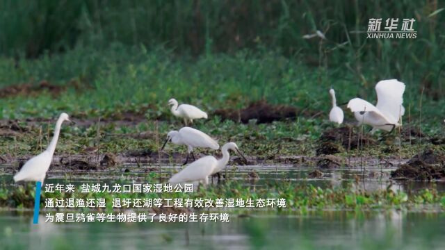 江苏盐城:保护生物多样性 志愿者在行动