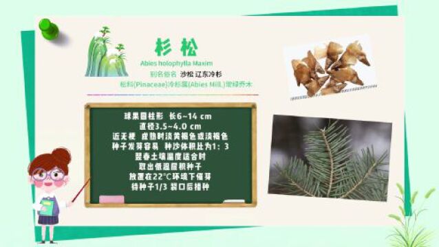 探秘!长白山植物千“种”风情~杉松