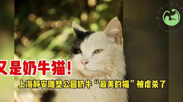 又是奶牛猫!上海静安雕塑公园奶牛“最美的猫”被虐杀了#呼吁动物保护法立法 #每个生命都应该被尊重 #关注流浪动物 #奶牛猫