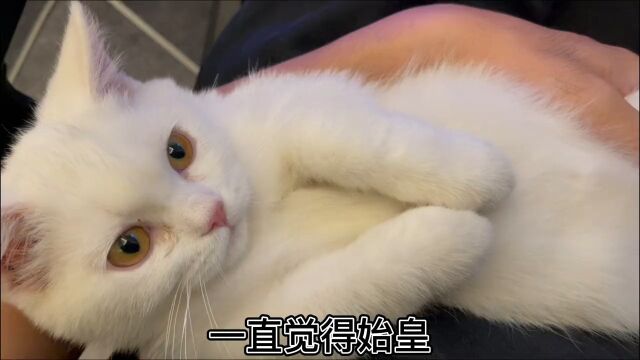 记录猫咪日常#记录猫咪日常