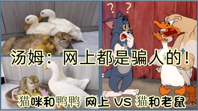 猫与鸭鸭 网上vs《猫和老鼠》 汤姆:净骗人!