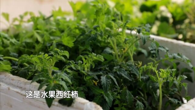 赶大集买菜苗,老乡自家培育,品种齐全还不贵!