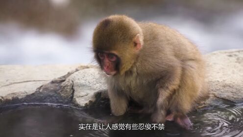 日本猴子冬天会泡温泉，看起来特享受，可背后的黑暗你知道吗？
