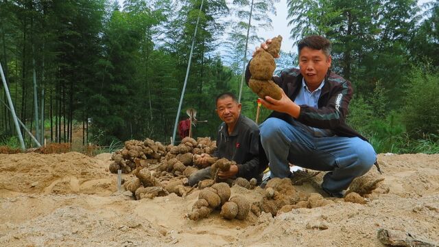 6万斤松树埋沙地里,经过整整7个月长成茯苓,20块一斤贩子抢着要