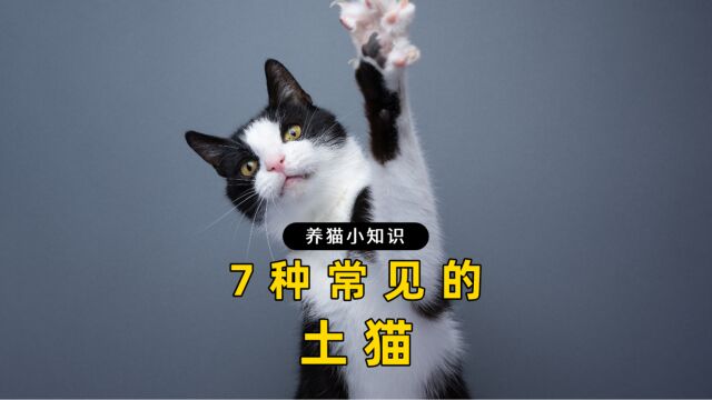 7种常见的土猫