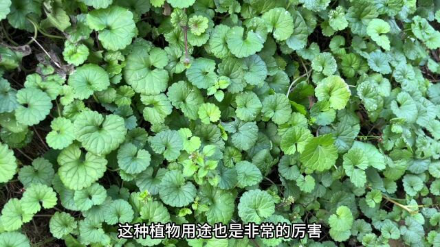 农村不起眼的止咳化痰草,没想到用途在我国非常广泛,赶紧认识下