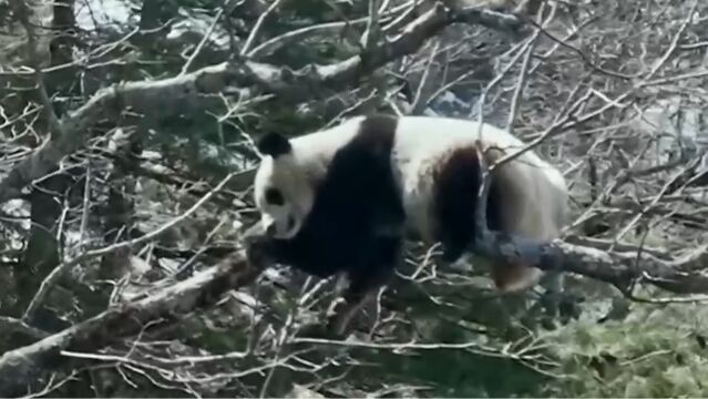 多措并举,大熊猫国家公园建设成效显著