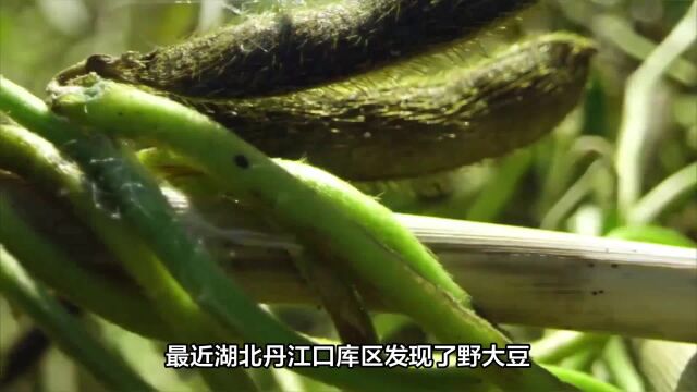 我国野大豆被美国卡脖子,我们要怎么突破