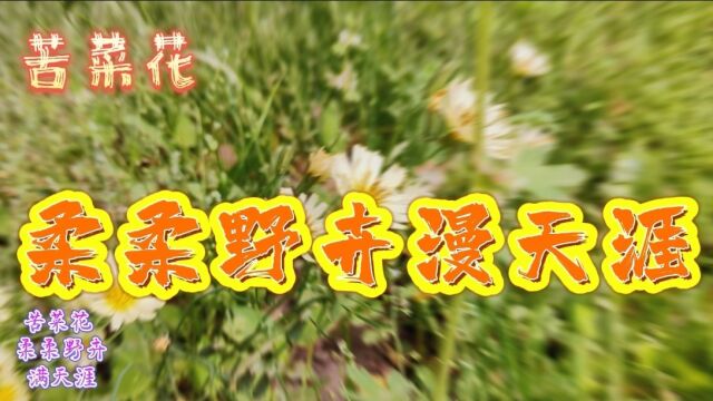 苦菜花 柔柔野卉漫天涯