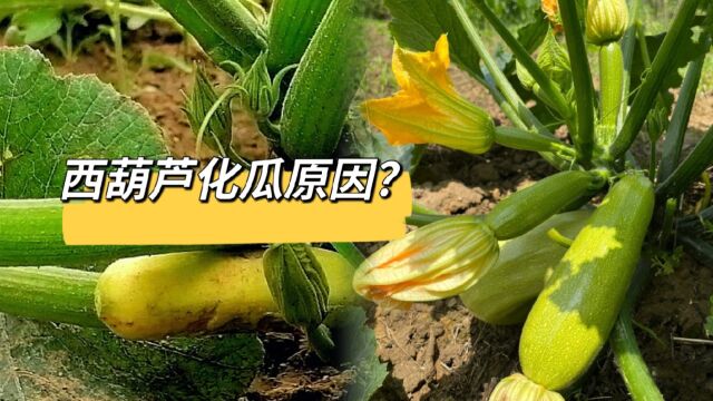 西葫芦化瓜的主要原因?想要结瓜多注意这几点?一叶一瓜,真高产