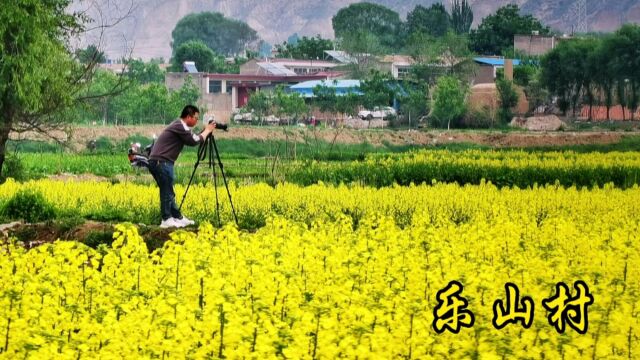 甘肃省永登县河桥镇乐山村的油菜花