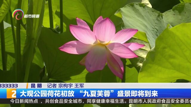 大观公园荷花初放 “九夏芙蓉”盛景即将到来