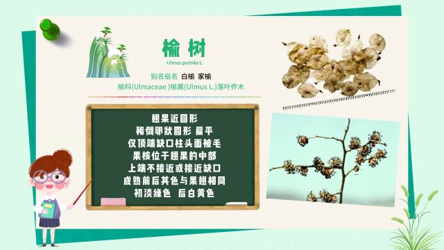 长白山植物千“种”风情榆树