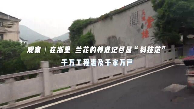 “千万工程”新篇章|在浙里 兰花的养成记尽显“科技范”