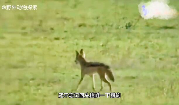 豺狼vs猎豹,豺狼挑衅猎豹,豺狼能否逃脱?动物猎豹豺狼野生动物零距离