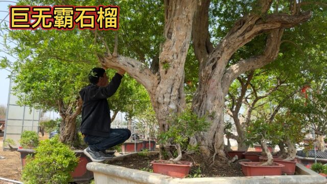 巨无霸石榴树不如一棵小树值钱,万亩石榴基地真是奇事多多,实拍