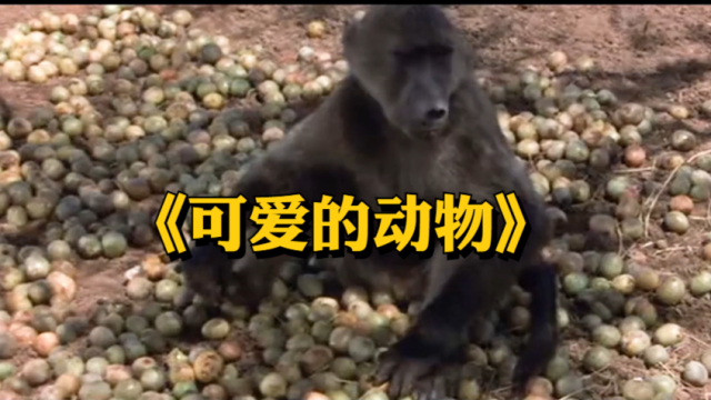 狒狒视频动物 g3518y0k5gu_hz.jpg