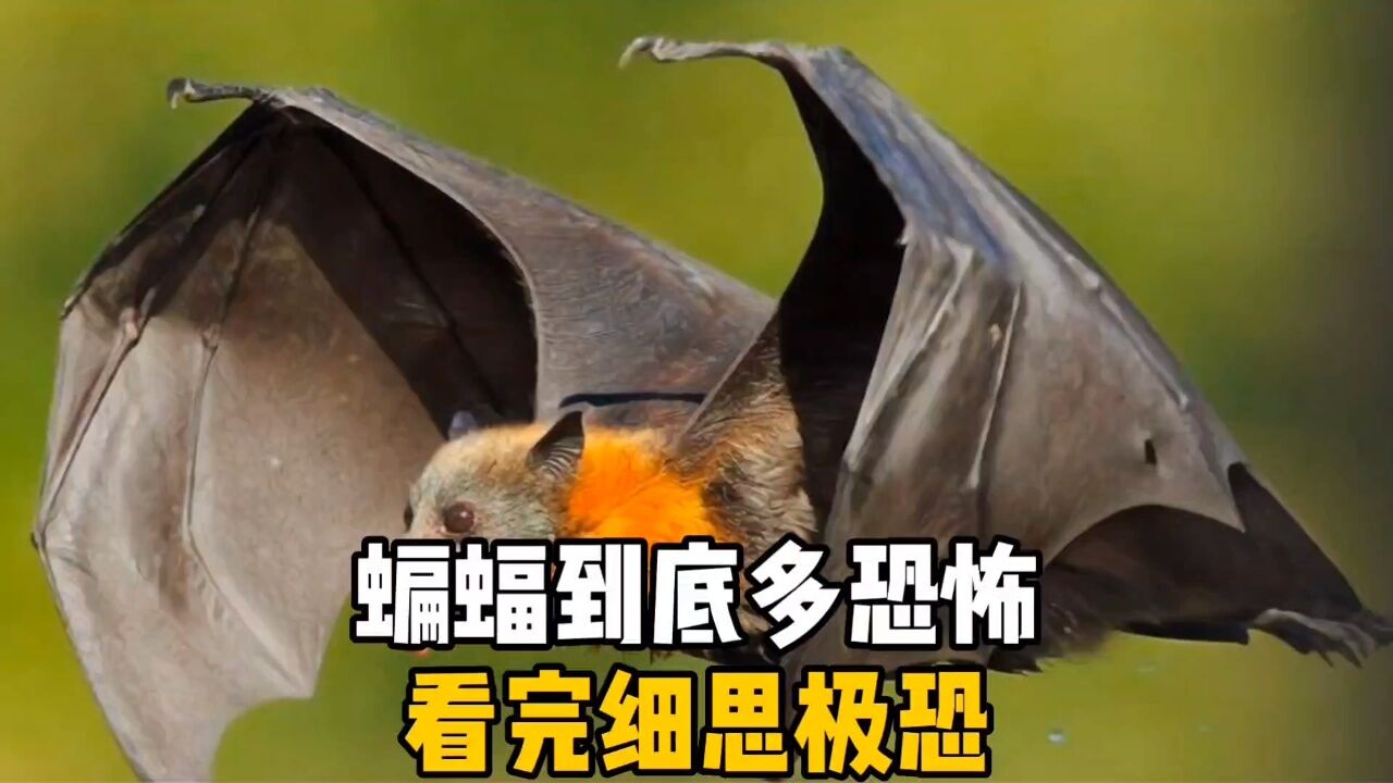 蝙蝠到底多可怕，你知道吗？_高清