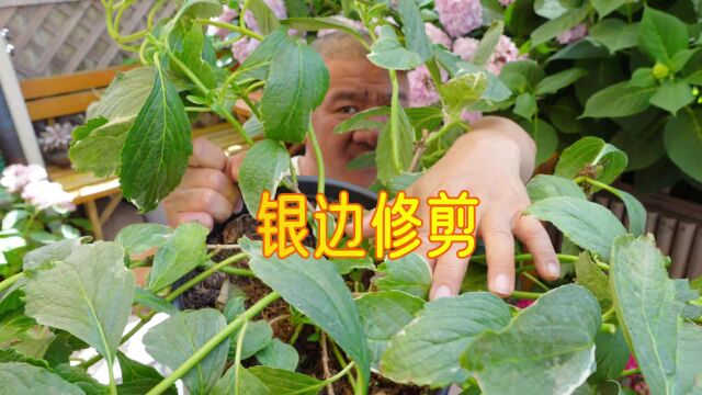 观叶大花绣球品种“银边”,也叫“恋路之浜”,我这样修剪啦