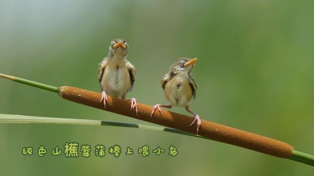 纯色山櫵莺蒲棒上喂小鸟