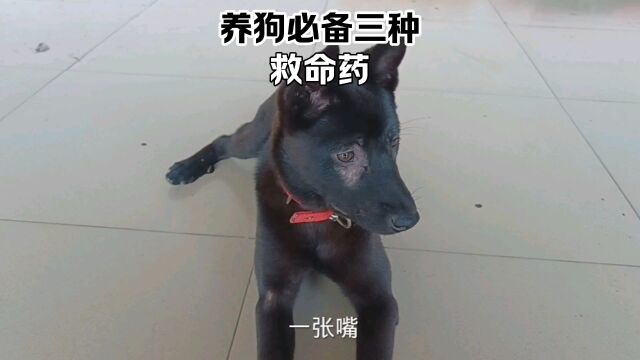 养狗必备的三种救命药.