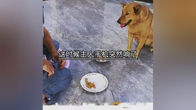 素材来源: #狗狗可以治愈一切不开心 #狗狗是人类最忠诚的朋友