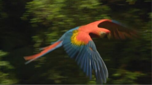 丛林动物医院怎样拯救金刚鹦鹉？这么美丽的鸟儿如今却濒临灭绝！