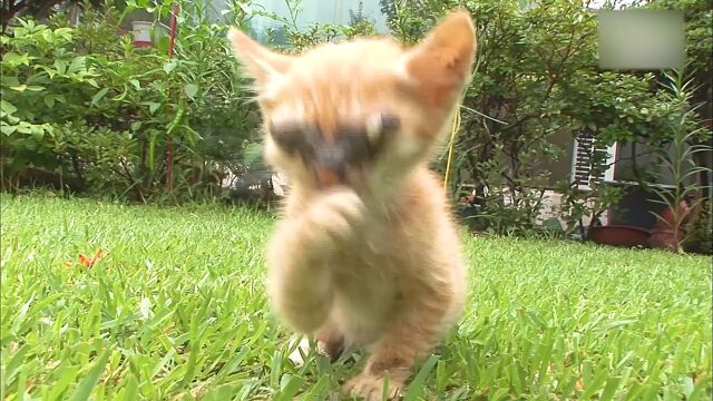 《小猫的世界》第22集小猫从小就失去光明,还好在好心人的帮助下恢复了视力