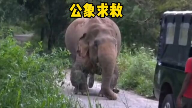 公象拦路求救