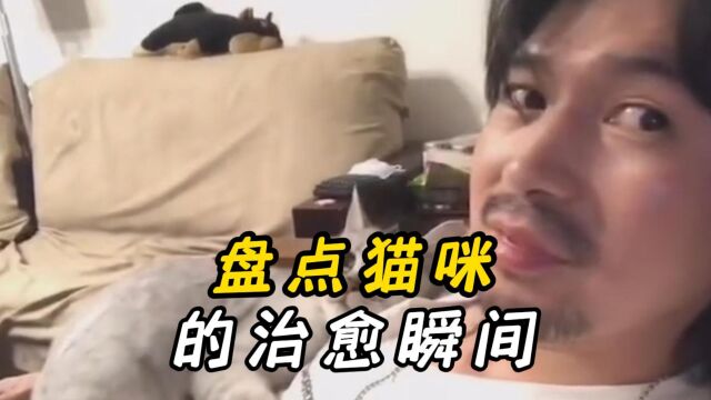 盘点那些治愈暖心的小猫咪