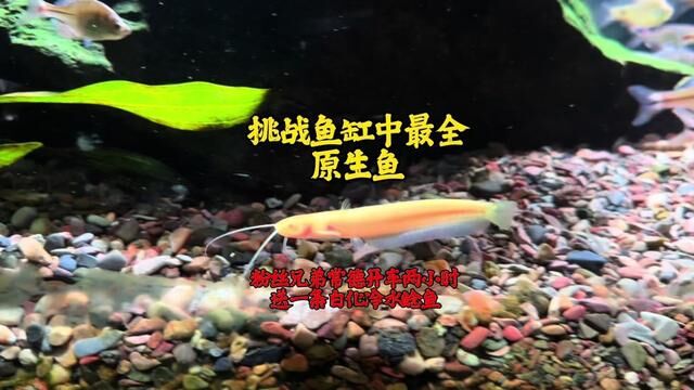 超稀有白子红眼冷水鲶鱼来袭,特别感谢常德鱼友,持续收集各类变异原生鱼,感谢大家提供的各种线索