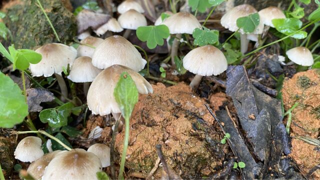 一场雨后菜地里长满了“鸡枞菌”,很多人没吃过,拍给大家看一下