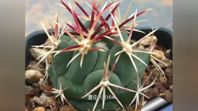 第400弹:何为瘤玉属四大金刚?大红鹰Thelocactus heterochromus