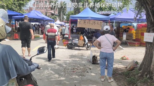 过来乌龟集市,分享一期专门吃蔬菜的观赏龟,可以当作陆龟