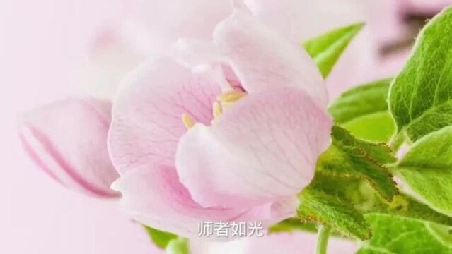 【强国复兴有我ⷳ65百姓故事汇】王丽:心中驻师爱 青春铸师魂