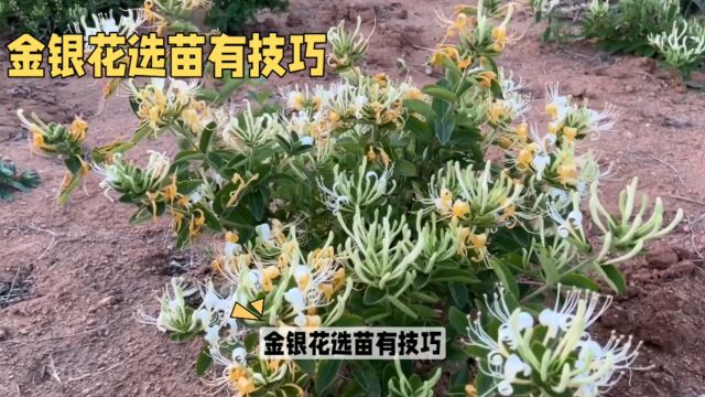 中草药种植与日常管理