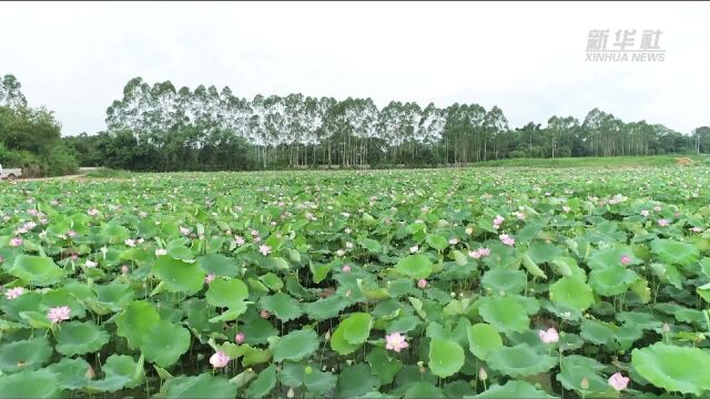 广东韶关:728亩“沉睡”土地焕发新活力