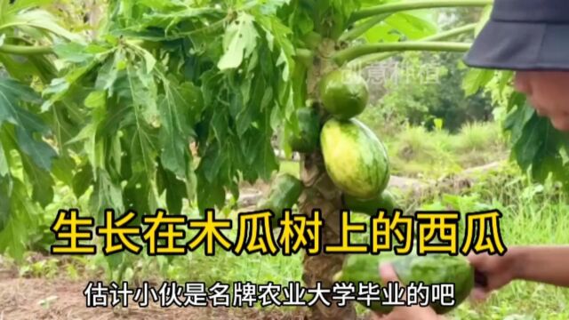 太厉害了!西瓜竟然生长在木瓜树上!