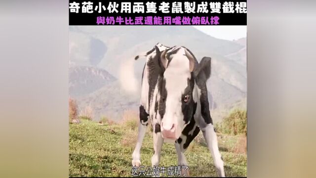 《昆宝出拳》奇葩小伙与奶牛比武还能用嘴做俯卧撑